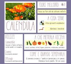Luca è andato in un vivavio in sicilia dove vengono innestate diversi tipi di piante. Calendula Coltivazione E Proprieta Del Fiore