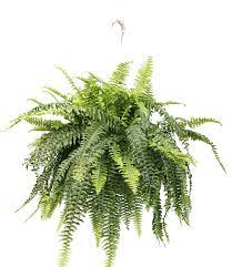10 Boston Fern Hanging Basket Terra Greenhouses