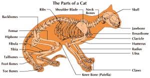 Each front foot has five metacarpal bones, and each hind foot has four metatarsal bones. Cat Leg Anatomy Anatomy Drawing Diagram
