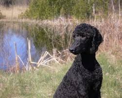 Pin On Manly Standard Poodle Cuts