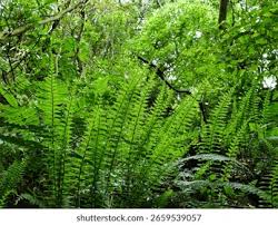 Image result for Asplenium normale