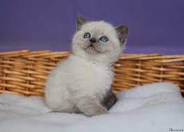 british shorthair british shorthair cattery british shorthair kedi ingiliz kedisi satilik british shorthair kedi yavrusu satilik kedi yav kedi kopek bebek