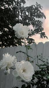 We did not find results for: Credits Lockzinhas Tumblr Discovered By Alice Flower Aesthetic White Flowers Flower Phone Wallpaper