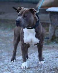 He's a blue nose american staffordshire terrier weighing 60lbs and standing 19 inches tall at the shoulders. Blue Amstaff Big Bang