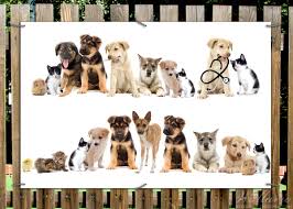 Sei es die anschaffung des tieres, das zubehör für einen hund, tierarztkosten oder auch futterkosten. Gartenposter Susse Haustiere Katzen Hunde Hamster Kuken Wallario De