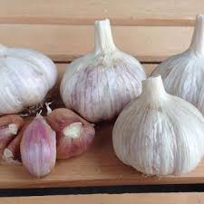 When selecting garlic at the grocery store, avoid buying any bulbs that are starting to get soft. Italian Red Garlic Bulbs Urban Farmer
