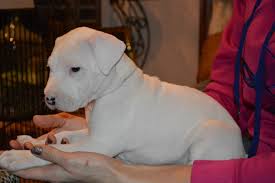 These dogs require assertive and dominance on your part and are normally recommend for the experienced dog owner. Is A Dogo Argentino A Pitbull Dogo Argentino Pictures Temperament