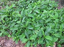 Image result for Barleria oxyphylla