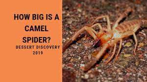 Camel spiders can bite if handled or restrained. How Big Is A Camel Spider Dessert Discovery 2019