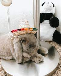 Lop Ear House Bunny Rabbit In Mexican Sombrero Hat Mexican Sombrero Hat Bunny Bunny Rabbit