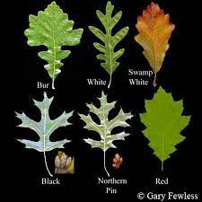 Oak trees are best pruned during winter dormancy. Red Or White In Defense Of Plants Leaf Identification Tree Leaf Identification Tree Identification