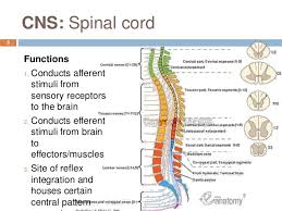 The brain and spinal cord make up the nervous system. Quotes About Central Nervous System 45 Quotes