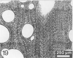 Image result for Hippocratea apocynoides