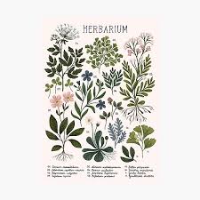 Maybe you would like to learn more about one of these? Orange Print Purple Print Floral Print Botanical Art Print Herbarium Framed Print Wall Art Flowers Print Flower Print White Flowers Print Giclee Art Collectibles Fontane Physio De