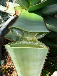 Maybe you would like to learn more about one of these? Succulent Plant Wikipedia