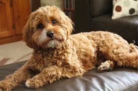 Black And Tan Full Grown Cavapoo Puppies Cavapoo Haircut Cavoodle Dog Cavapoo Puppies Puppies And Kitties