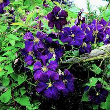 Image result for Clematis