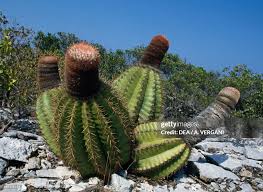 Image result for Cactaceae
