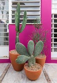 Entre los tipos de cactus con los que podemos adornar nuestro hogar se encuentran también las denominadas suculentas. 209 Decoracion Entrada Jardin Casa Con Cactus 2017 Check More At Https Www Adwe Jardin De Cactus De Exterior Paisajismo De Patio Frontal Cactus Y Suculentas