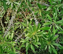 Image result for Myricaceae