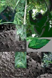 Image result for Aeschynomene mossambicensis