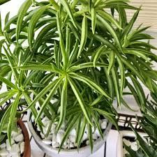 Image result for Peperomia fernandopoiana