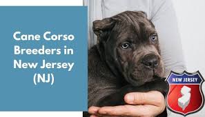Browse thru thousands of doberman pinscher dogs for adoption in new jersey, usa area , listed by dog rescue organizations and individuals, to find your match. 14 Cane Corso Breeders In New Jersey Nj Cane Corso Puppies For Sale Animalfate