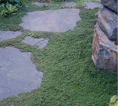 Thyme Stepables Wooly Thyme Ground Cover Natural Playground