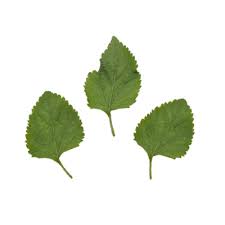 Image result for Dichrocephala