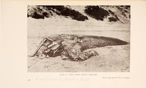 304 kg) 7 by the end of it; The First Book On The Lochness Monster First Editions Books Blog