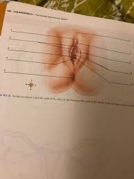 Female anatomy includes the external genitals, or the vulva, and the internal reproductive organs. Solved 484 Lab Exercise 51 The Female Reproductive System Chegg Com