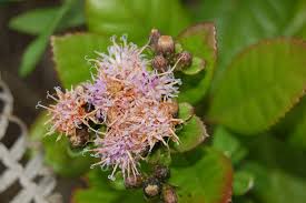 Image result for Vernonia nepetifolia