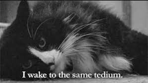 Henri Le Chat Noir French Cats Funny Cat Videos Cats