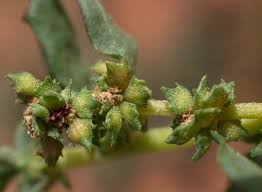 Image result for Atriplex suberecta