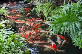 Wanting a koi pond but not sure where to place it?indoor koi pond is sometimes the only practical way to keep the fish in certain climates & predators. What Is A Koi Pond And How To Build Your Own Best Setup Ideas Fishkeeping World
