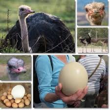 Check spelling or type a new query. Properties And Benefits Of Ostrich Eggs Natureword