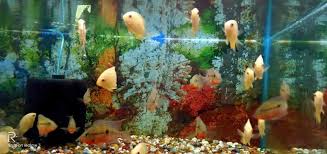 A charming animal world is already waiting for you! Aquatic Pet Zone Parnasree Pally Pet Shops In Kolkata Justdial