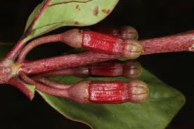 Image result for Fadogia fuchsioides