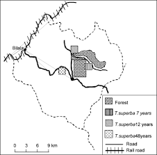 Image result for Thomandersia congolana