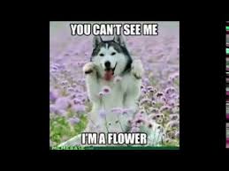 Funny Dog Pictures Clean Such, doge shibe, say short or haiku? funny dog pictures clean