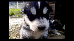 The goberian comes with a price tag of about $250 to $1500 for each puppy. Warning These Siberian Husky Mix Puppies Love To Talk