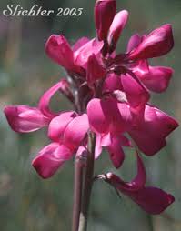 Image result for Hedysarum