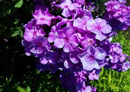 Ich konnte keinen phlox thread für 2018 finden. Das Grune Archiv Phlox Flammenblume Pflanzen Pflege Arten