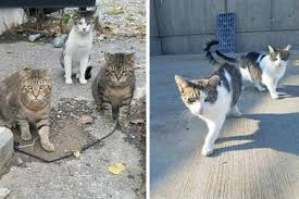 A cat colony is a population (or clowder) of feral domestic cats (not to be confused with wild cats). Plan To Keep Coyotes At Bay Is Starving Astoria Cat Colony Caretaker Says Ditmars New York Dnainfo