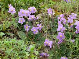 Image result for Streptocarpus hirticapsa