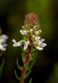 Image result for Aeollanthus subacaulis