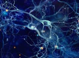 Résultat de recherche d'images pour "image cérébrale dans le cerveau humain adulte"