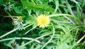 There are other noxious weeds that aren't on this list that are also problematic, such as johnsongrass. Weed Identification Common Types Of Garden And Lawn Weeds