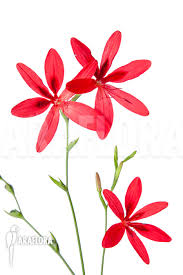 Image result for Freesia grandiflora