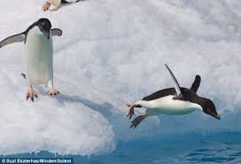 If you have every done the long jump in athletics, you will know that you will need a. Penguins Dive Into Icy Antarctic Water To Hunt For Food Daily Mail Online